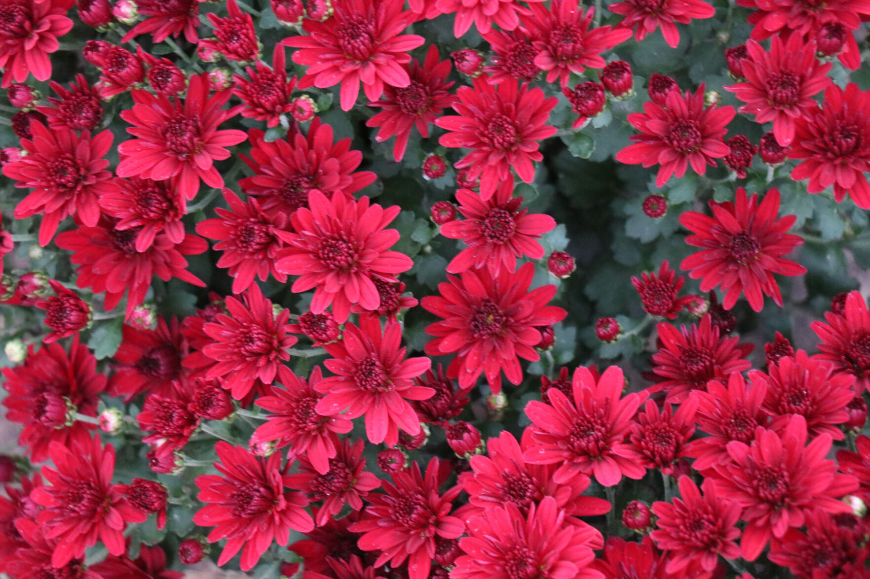 South Oval Mums